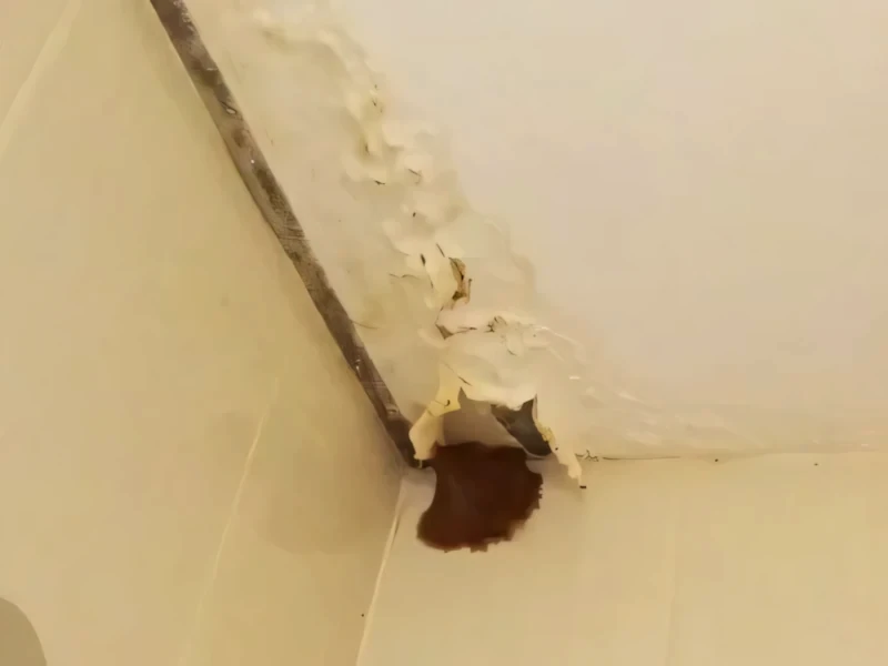 Expertise pathologie bâtiment Nantes